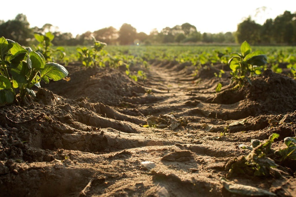 Tillage Practices: Environmental Impacts and Sustainable Alternatives