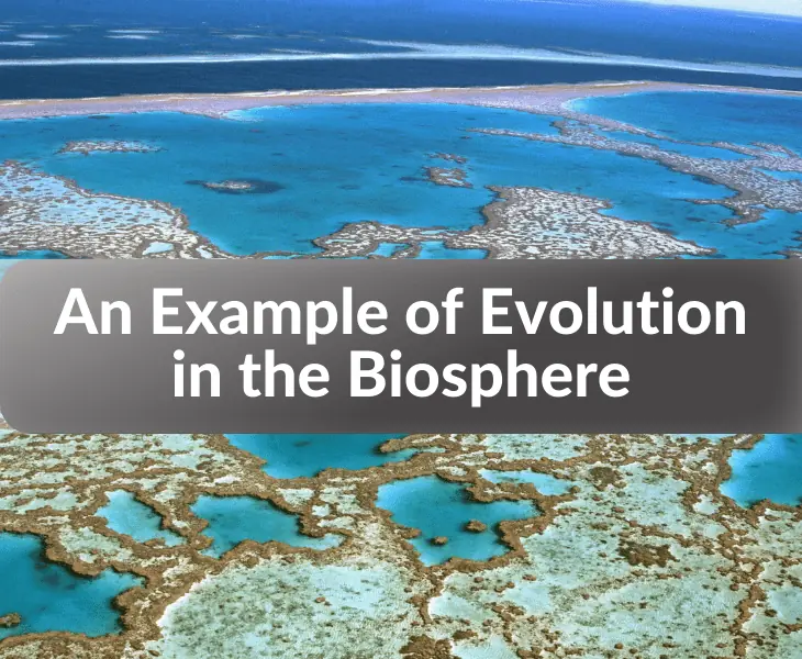 Biodiversity Loss: Potential Consequences for Earth's Environmental Systems