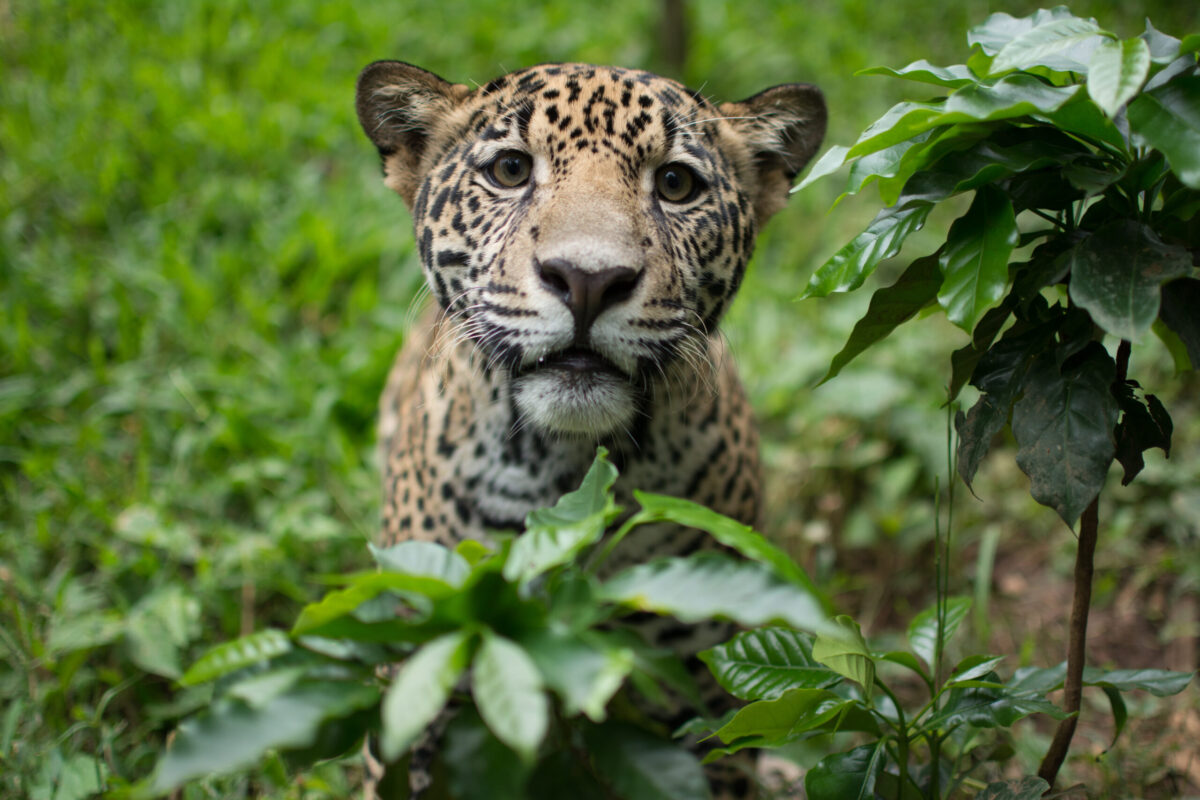 Jaguar Business Status: Current Financial Health and Market Position Analysis