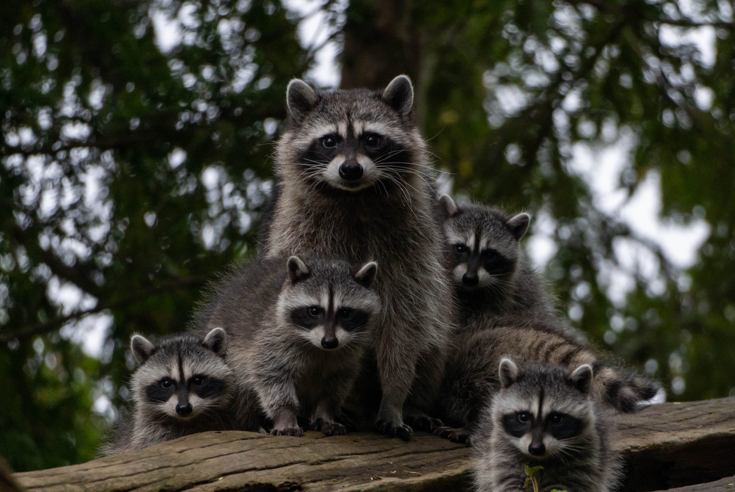 Understanding the Environmental Impact of Raccoons: Benefits, Challenges, and Management Strategies